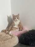 Cat sitter pentru pisici