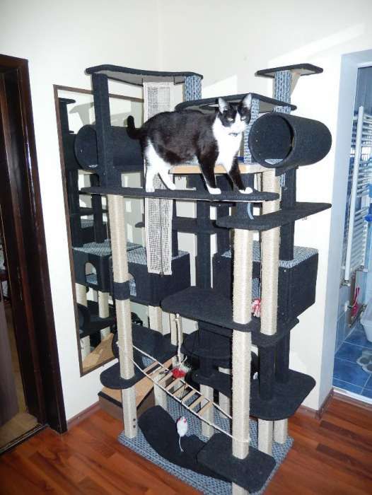 Ansamblu de joaca pentru pisici