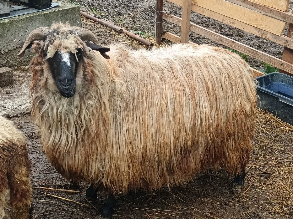 Oi țurcane tinere talie mare! Preț doar AZI urgent!