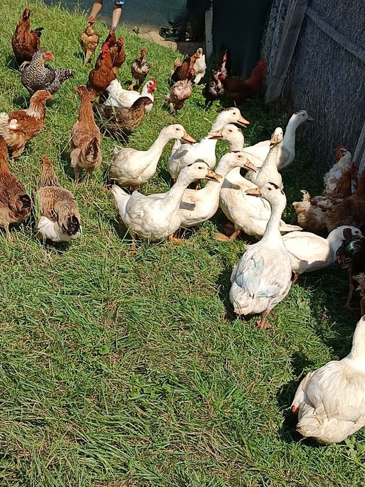 Puicuțe și rățuște