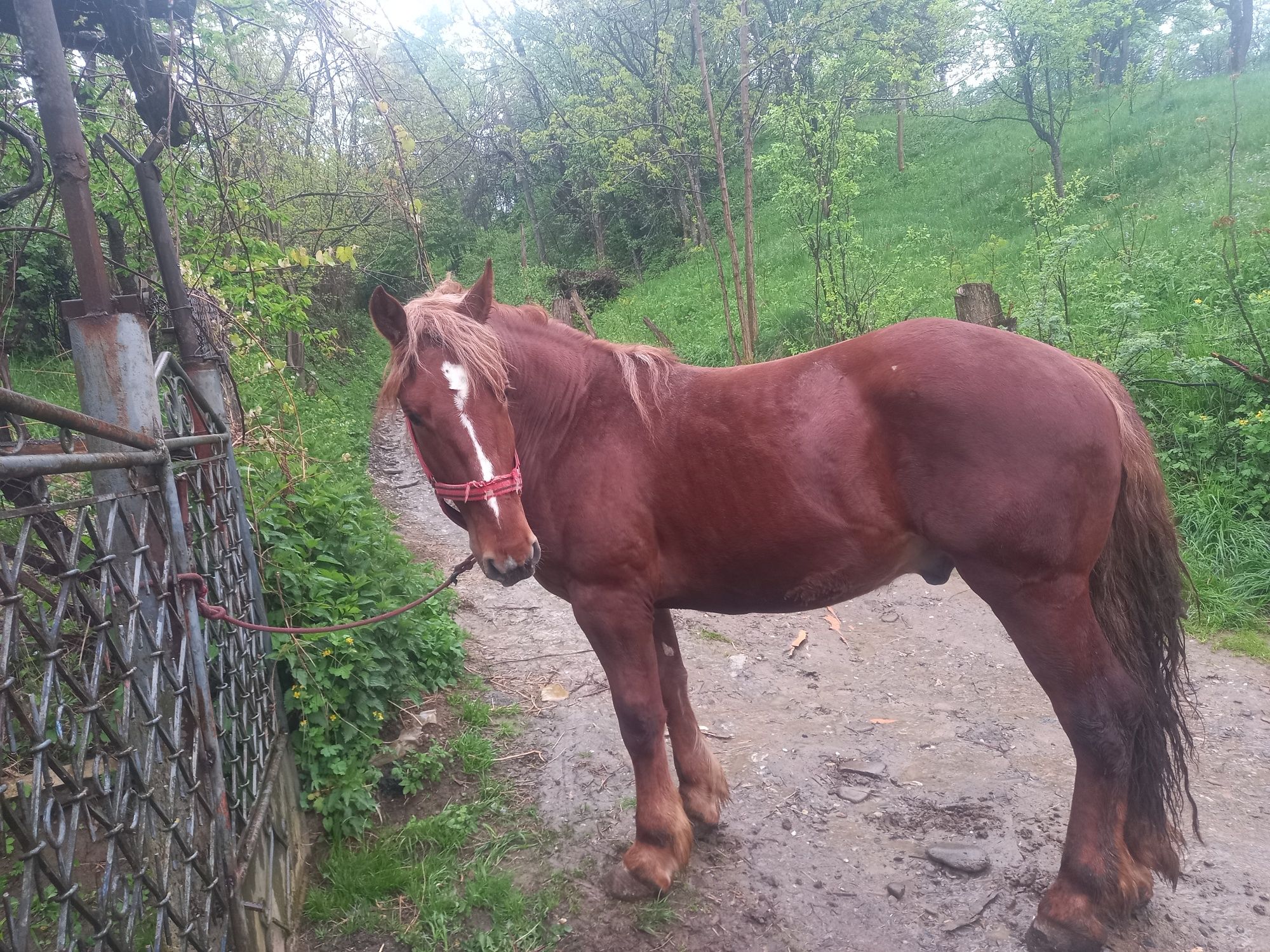 Vand manz de 2 ani foarte cuminte și învățat la ham mai multe detalii