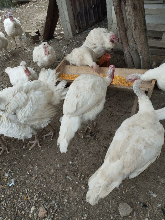 Curci femele și masculi doar albe