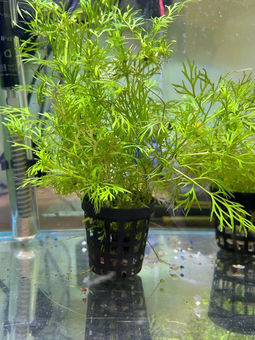 Pești ,plante acvariu