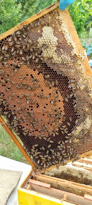 Miere de albine 2024