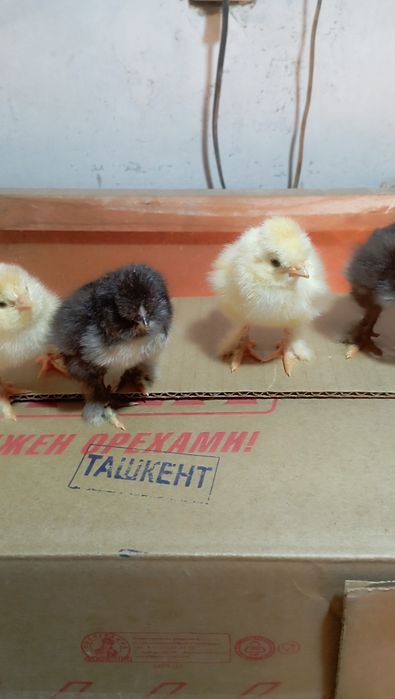 Внимание цыплята брамма гигант  продаются