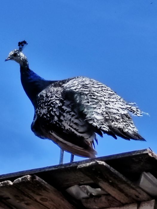 Vând pauni verzi,albi și umăr negru