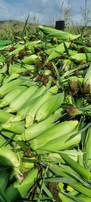 Porumb zaharat proaspat