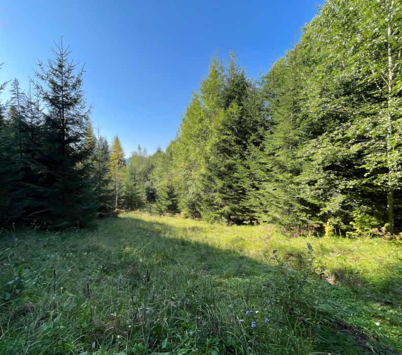 VÂNDUT Vând teren Călățele Pădure, intravilan