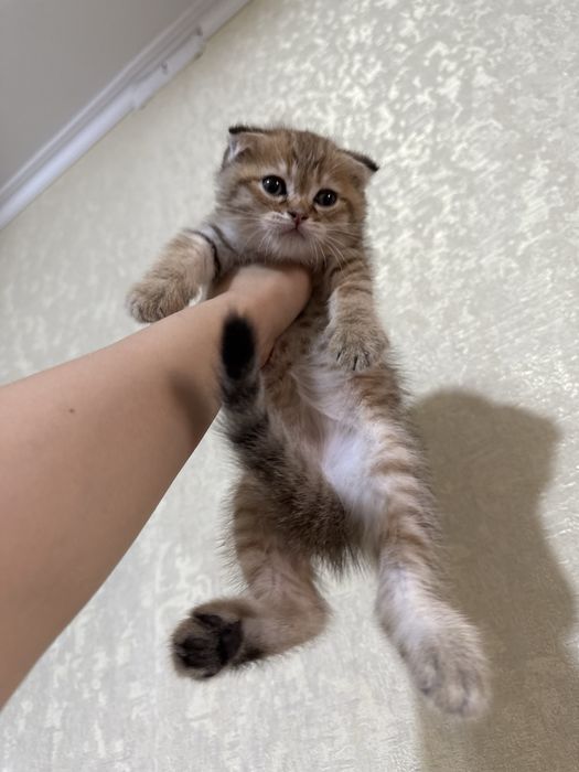 Scottish fold zolotaya shinshilla rassrockaga beriladi
