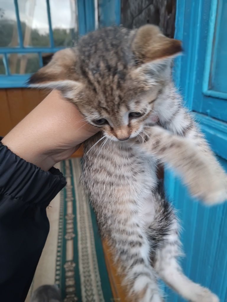 отдам котят в добрые руки и бесплатно!