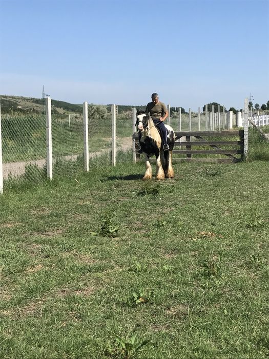 Vand armasar Gipsy Vanner