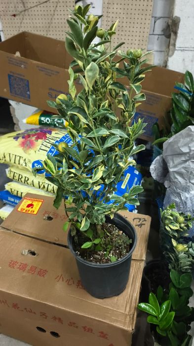 Вариагатный мандарин