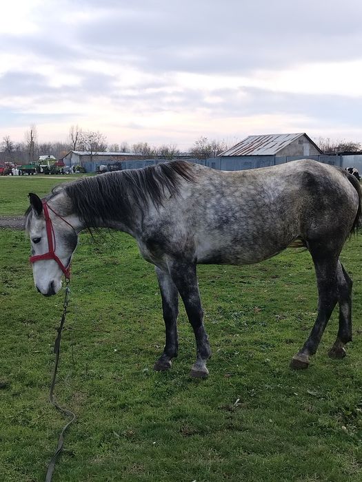 Vând iapă de 5 ani orice probă