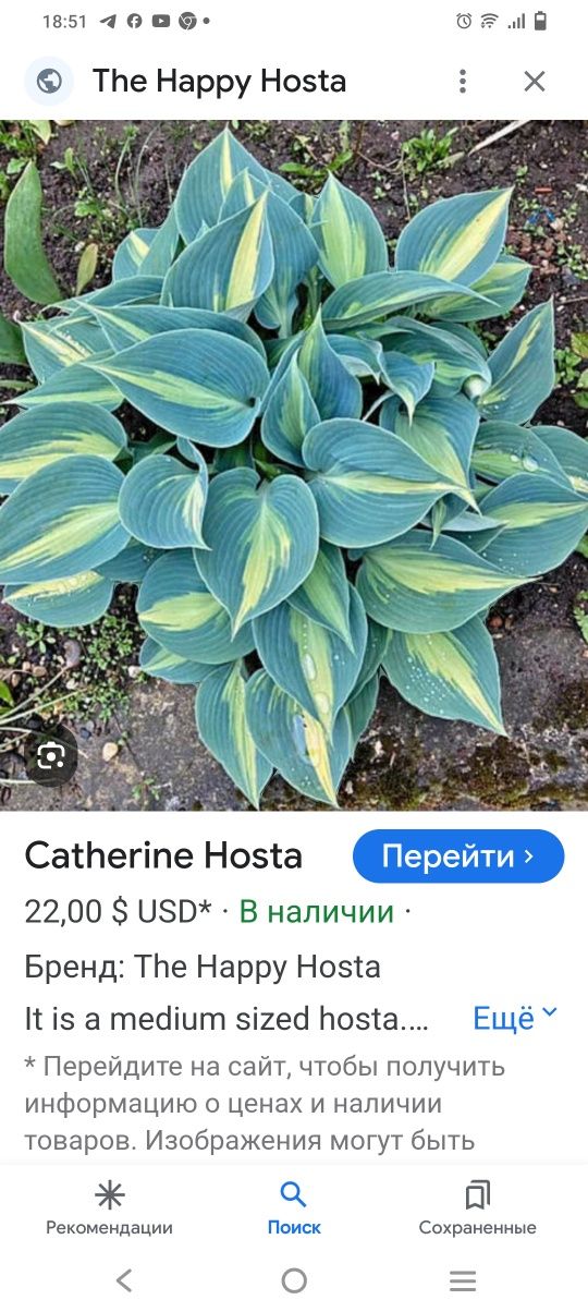 Я продаю многолетние садовые растения