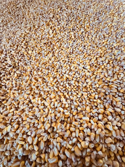 Vand porumb uscat recolta 2025