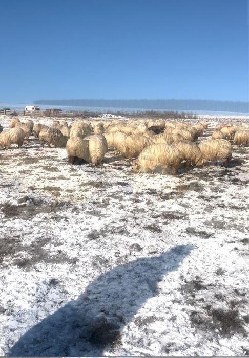 Capre de vanzare, 350 lei bucata
