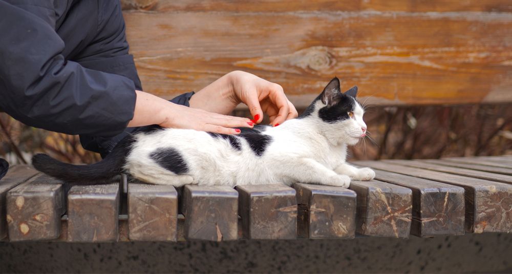 Бусинка  поисках дома, Ташкент! Mushukcha uy qidiryapti