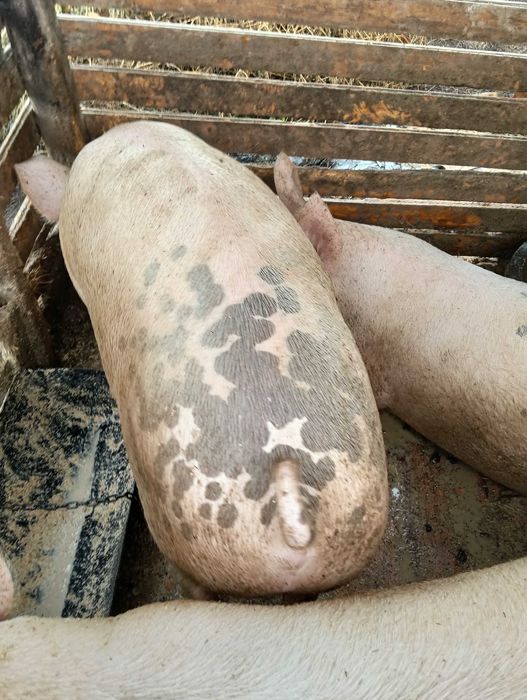 Прасета мъжки скопени