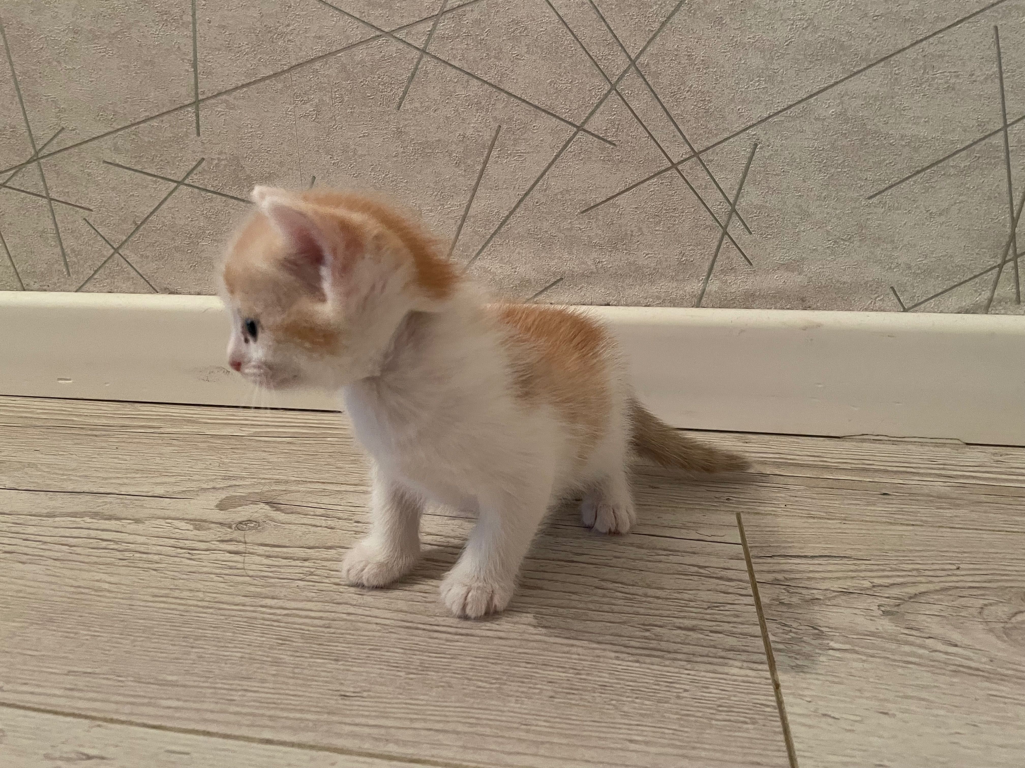 Отдам котенка в добрые руки