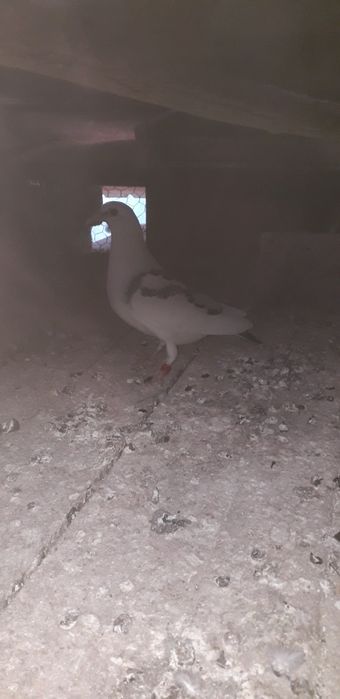 Vand porumbei voiajori