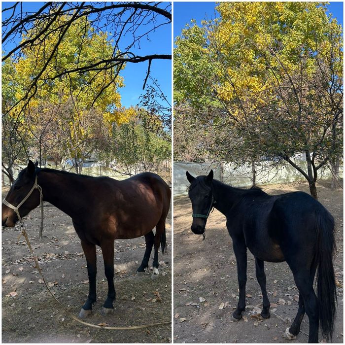 Ат сатылады! Жылқы баласымен (полторашка)