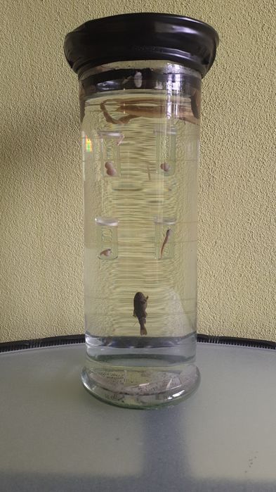 Obiecte de colectie