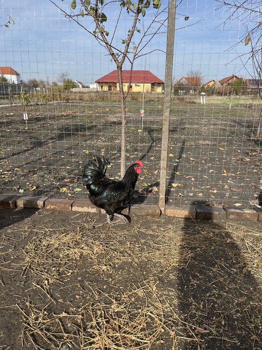 Cocos rasa australorp
