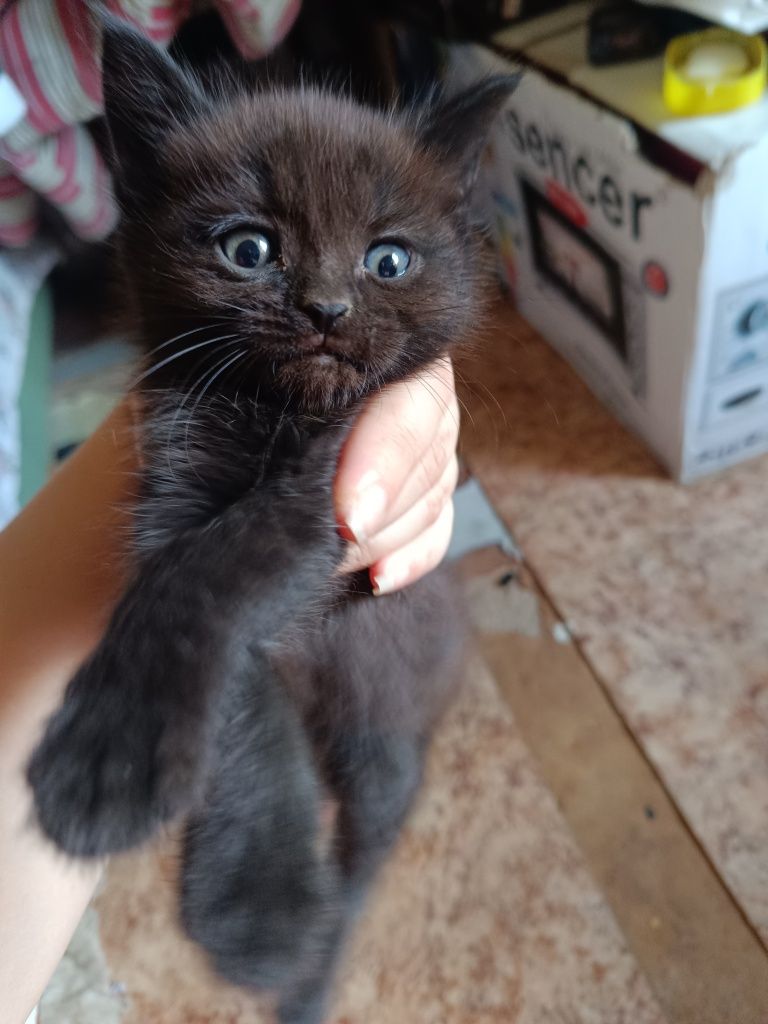 Срочно бесплатно котята
