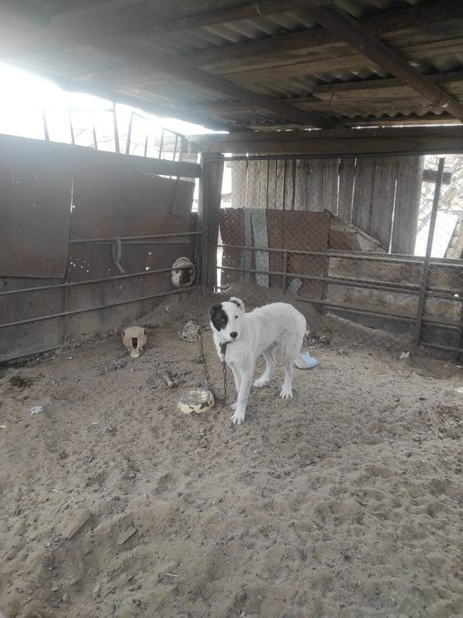 Продам щенков породы Алабай, 5ти месячные, Кабели. Цена 30 тысяч теңге