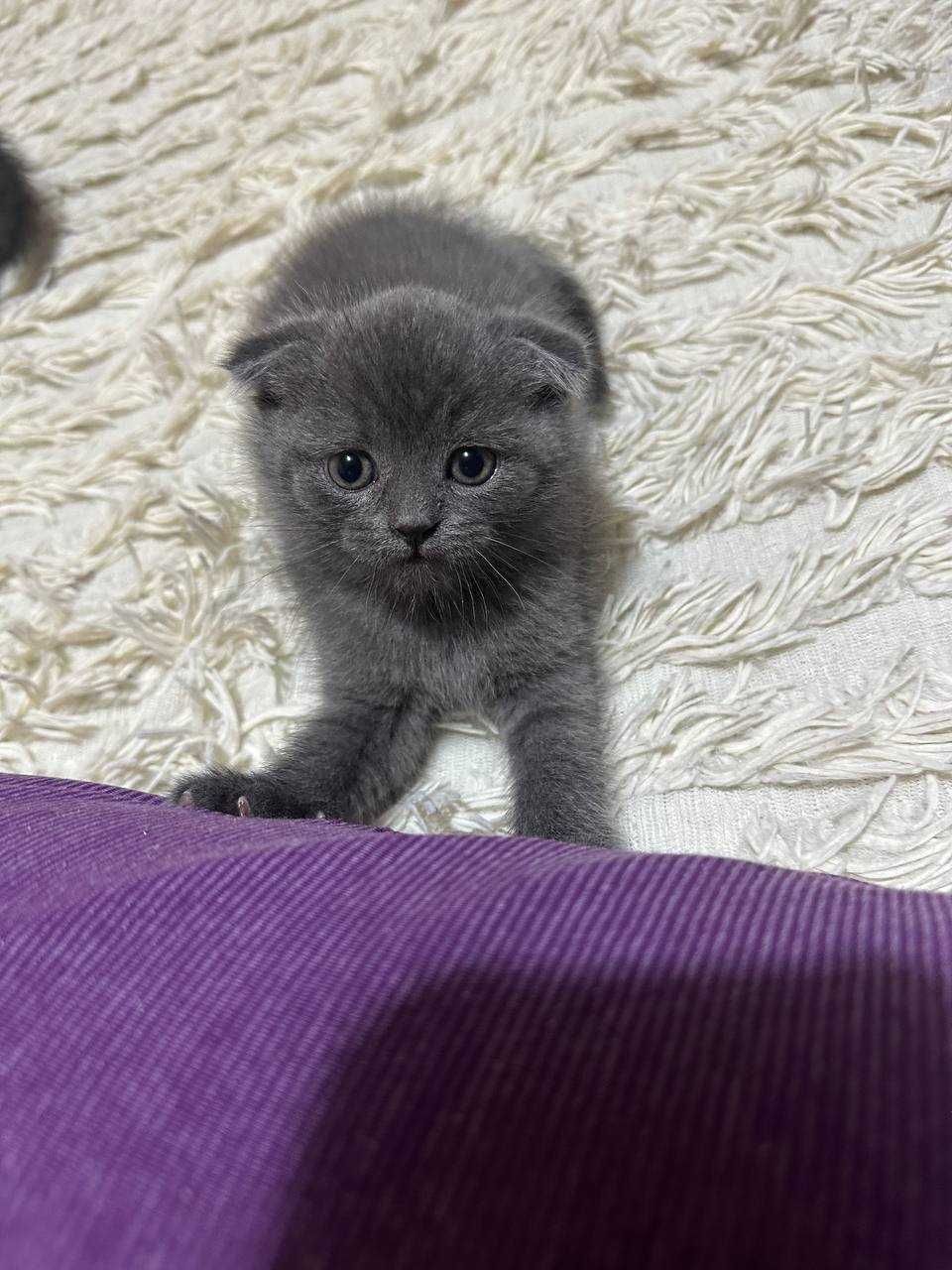 Продажа чистокровных котят скотиш фолд и страйд!)