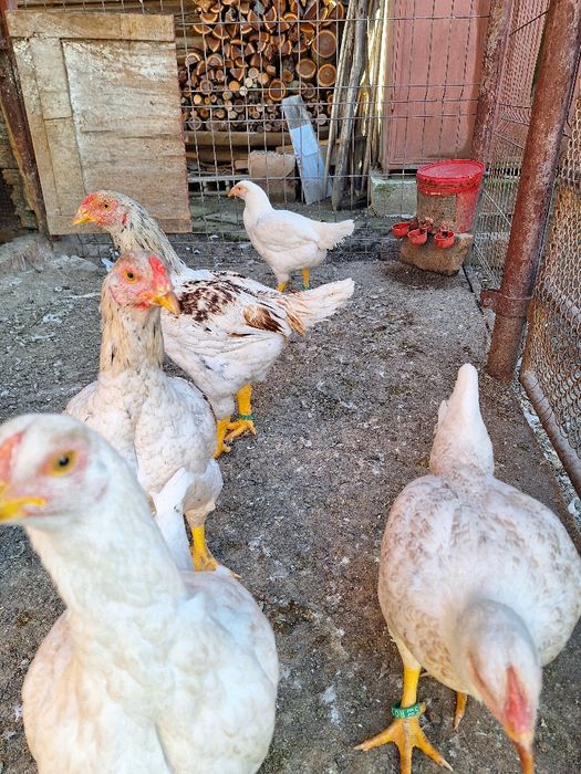 Combatant indian urias