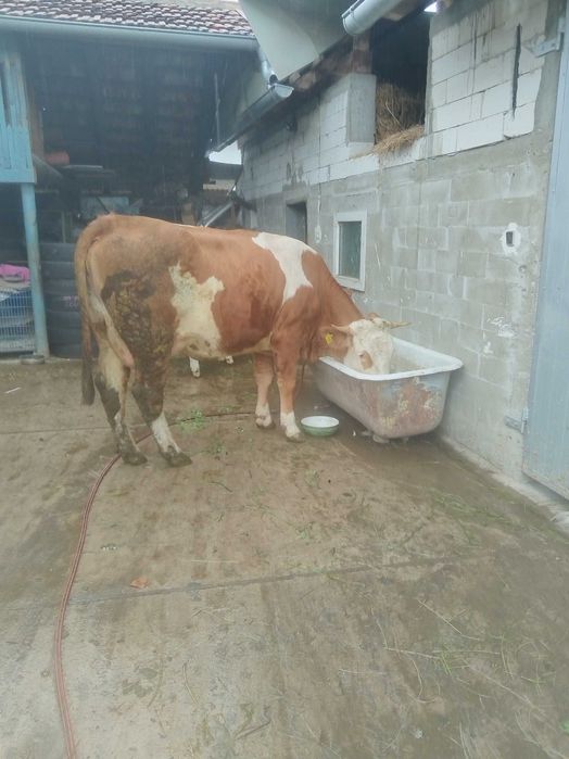 Vînd vacã cu vitea