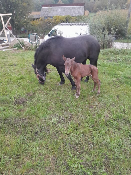 De vânzare 2 iepe gestante și un armăsar.