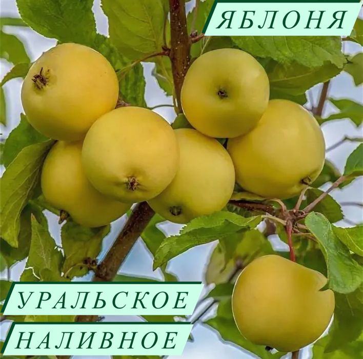 Саженцы яблони яблоня уралочка