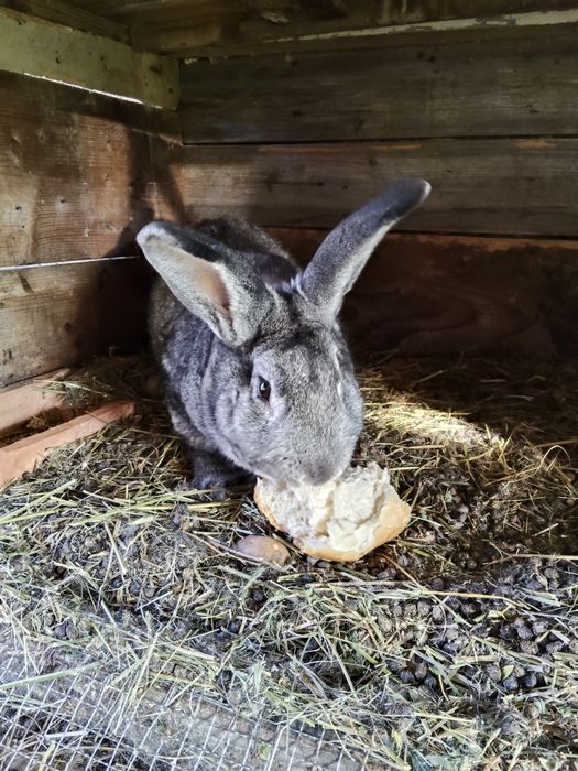 Vand iepuri de tăiat sau tinut