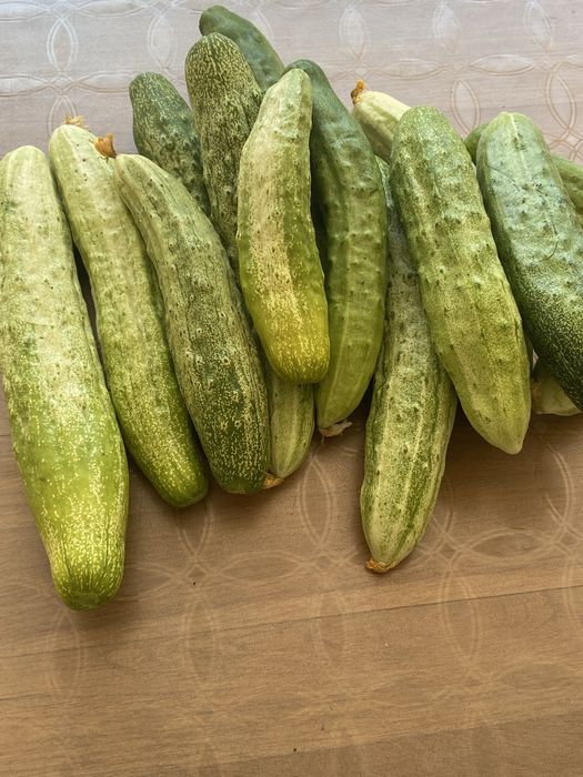 Стари сортове домат , краставица + подарък капия