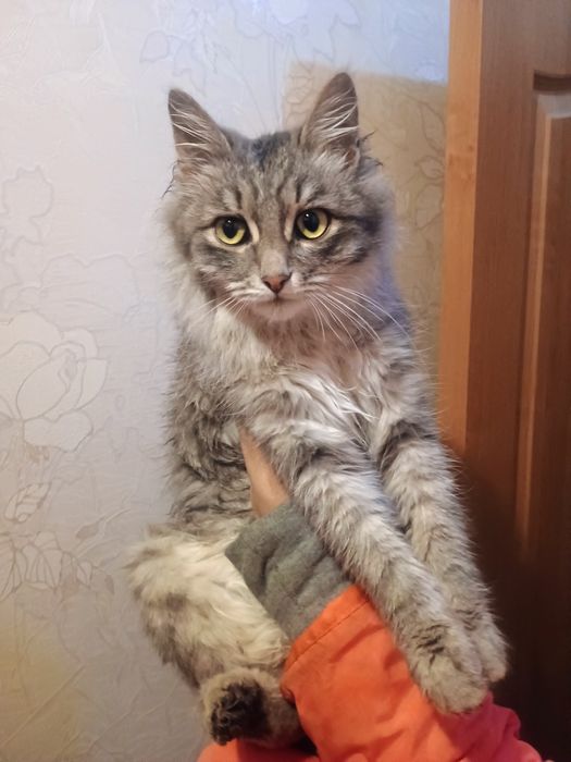 Отдам кота в добрые руки