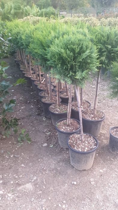 Plante ornamentale diferite specii și înălțimi