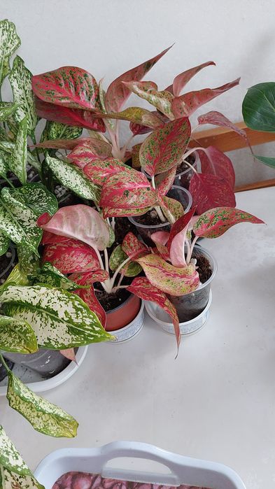 Продам Аглаонемы