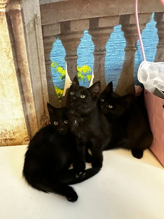 Отдам котяти на хорошему руку