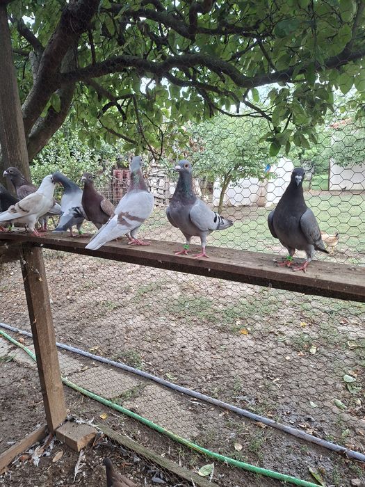 Vând un lot de 30 de porumbei voiajori