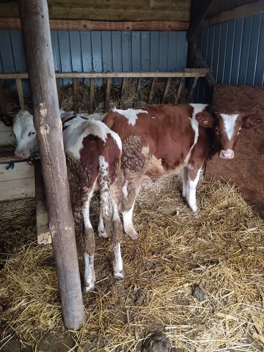 Vând trei taurasii de 5 luni pentru detalii la număr de telefon 075161