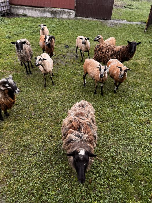 Oi de camerun, miei turcani