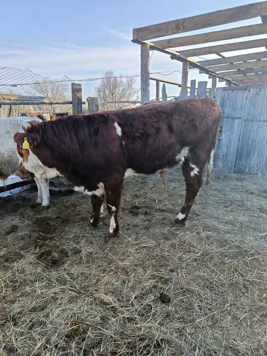 Бычки букалар 50бас