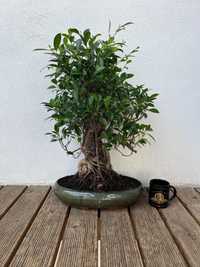 Bonsai Ficus Microcarpa Retusa / 24 ani