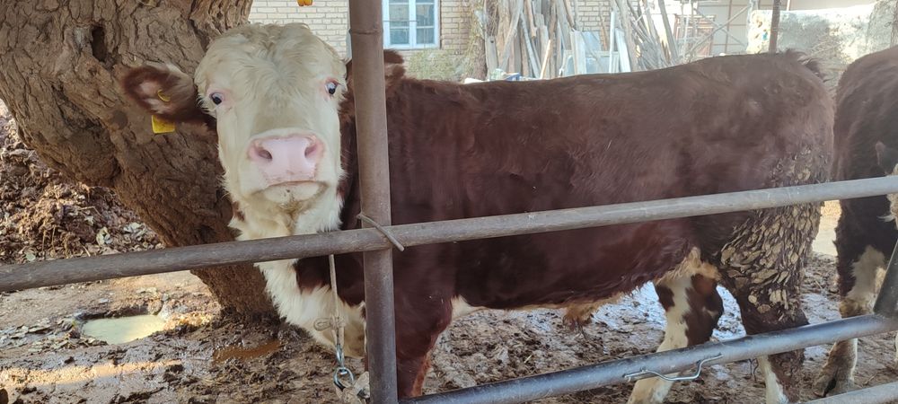 Boqma mollar. 65000 soʻm