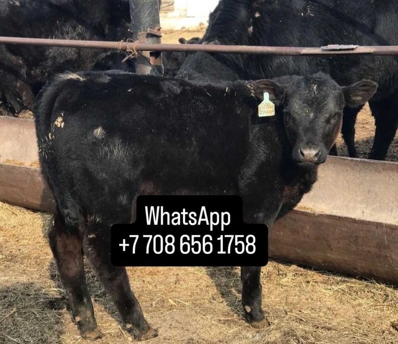 Продам Телят бычки Тёлочки зж