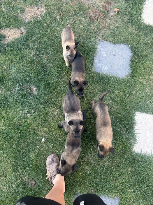 Ciobanesc Belgian Malinois