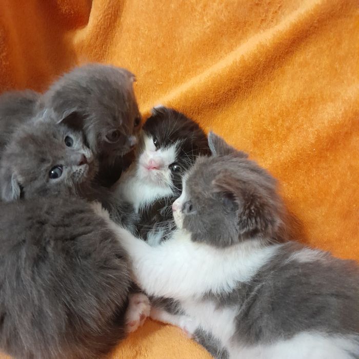 Котята полувислоухие британцы.