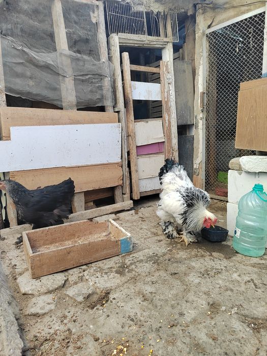 Брамалар сотилади